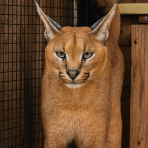 caracal