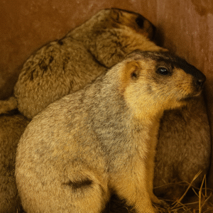 Himalayan marmot