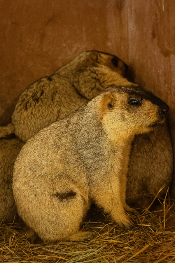 Himalayan marmot