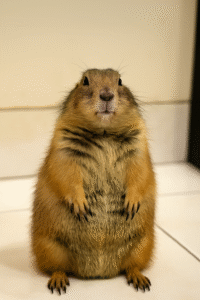prarie dog