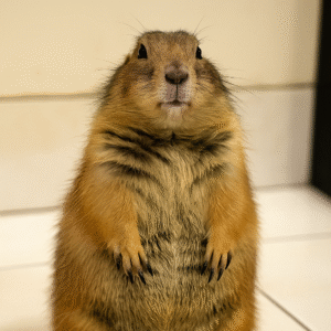 prarie dog