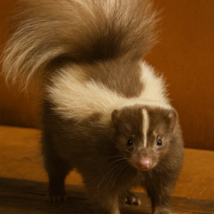 Skunk