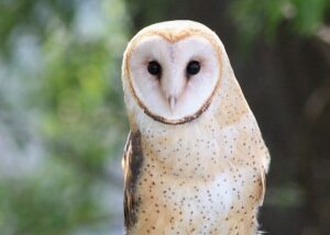 barn owl