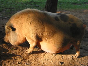 micro pig
