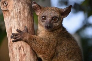 bush baby