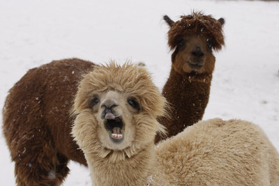 alpaca