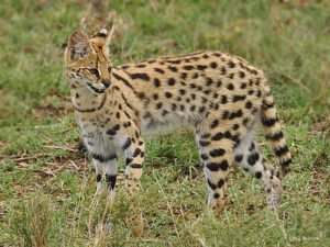 serval cat