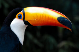 toucan bird