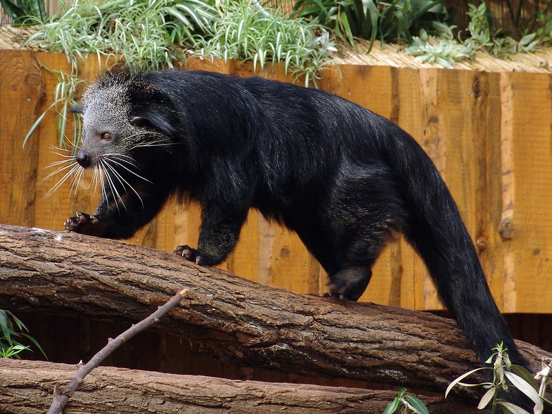 binturong