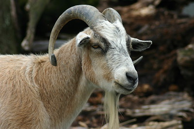 pygmy goat