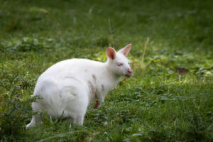 wallaby albino