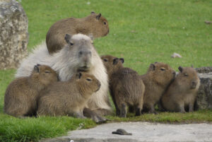 capybara