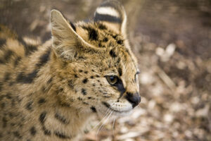 serval cat