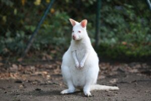 wallaby albino