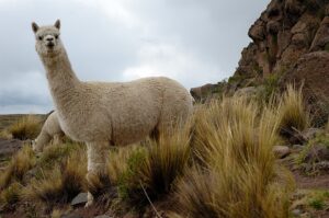 alpaca