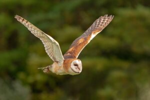 barn owl