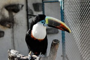 toucan bird