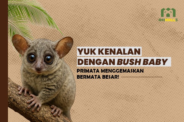 bush baby