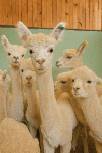 alpaca