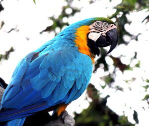 BNG MACAW