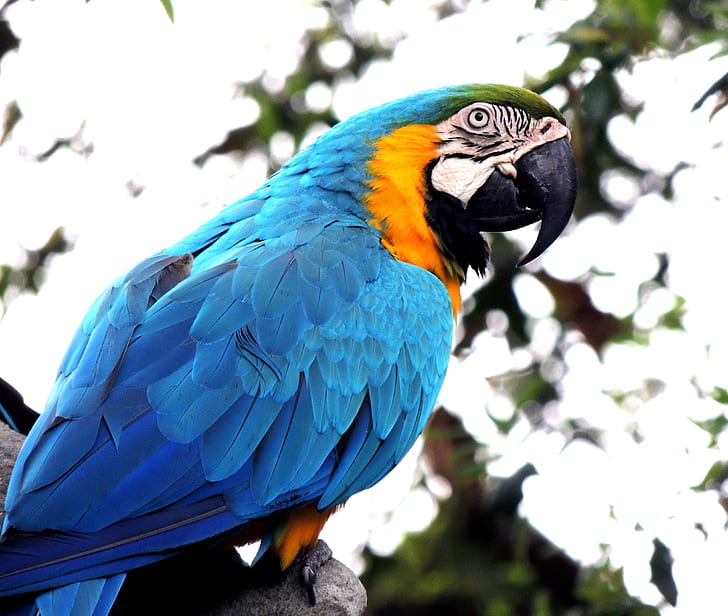BNG MACAW