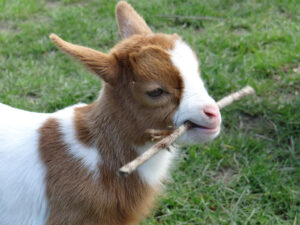 pygmy goat