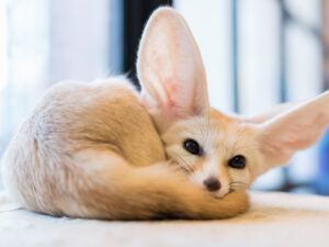 fennec fox