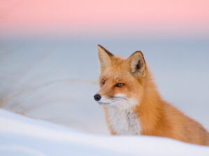 red fox