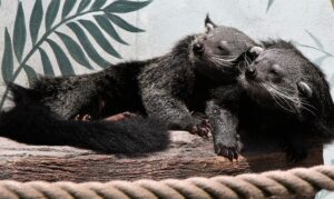 binturong