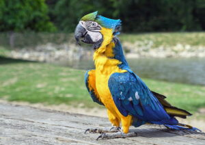 bng macaw