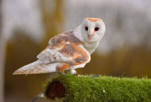 barn owl
