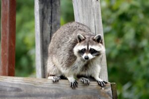 raccoon