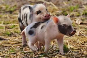 micro pig