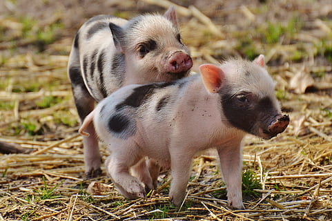 micro pig