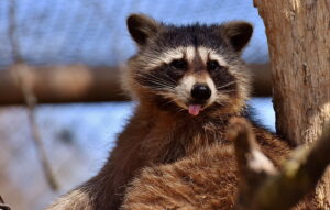 raccoon