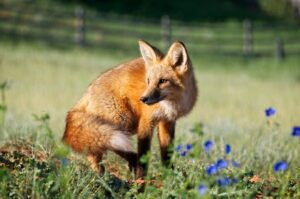 red fox
