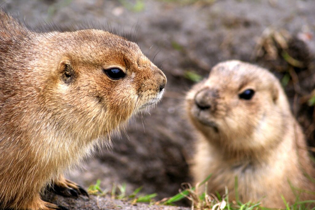 prairie dog
