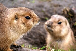prairie dog