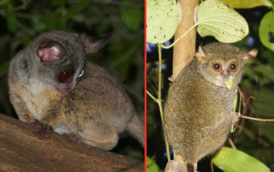 bush baby dan tarsius