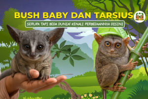 bush baby dan tarsius