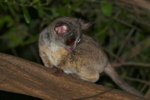 bush baby dan tarsius