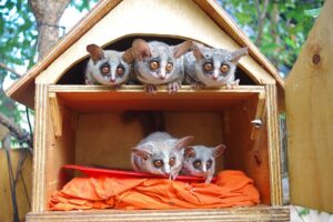 fakta unik bush baby