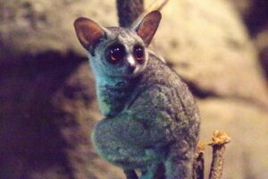 fakta unik bush baby
