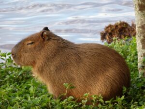 membuat kolam capybara