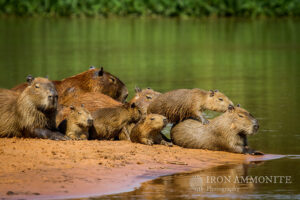 membuat kolam capybara