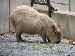 membuat kolam capybara