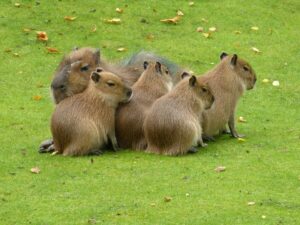 memelihara capybara