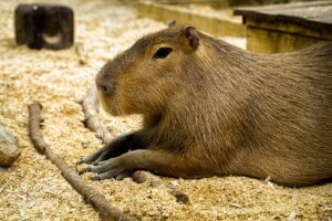 memelihara capybara
