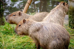 memelihara capybara