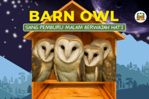 barn owl